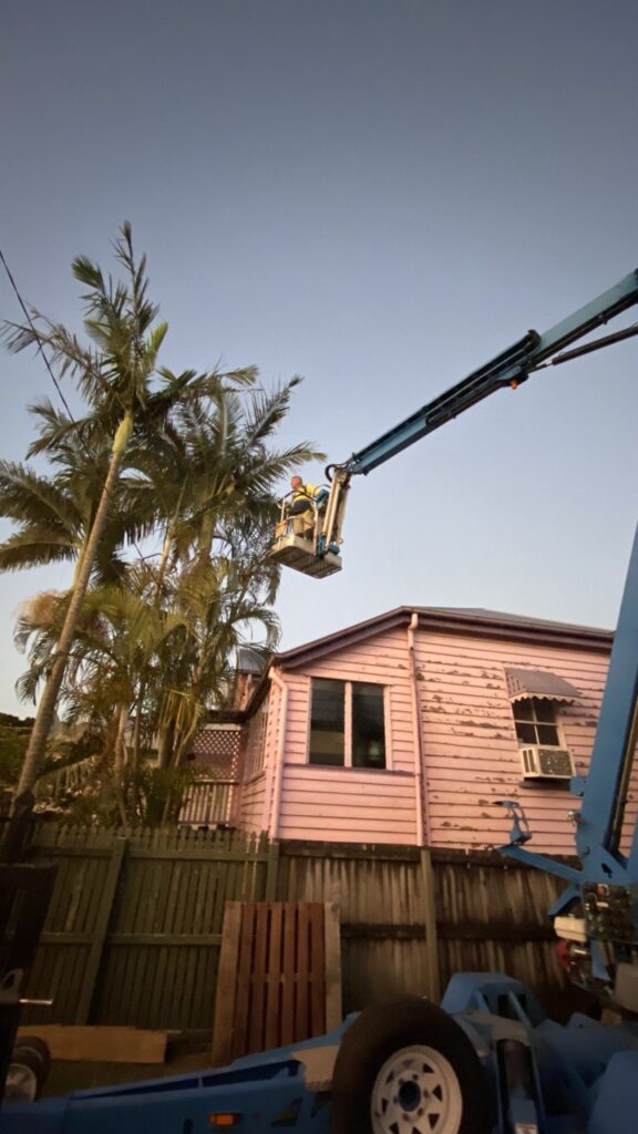 Landscaper pruning a tree
